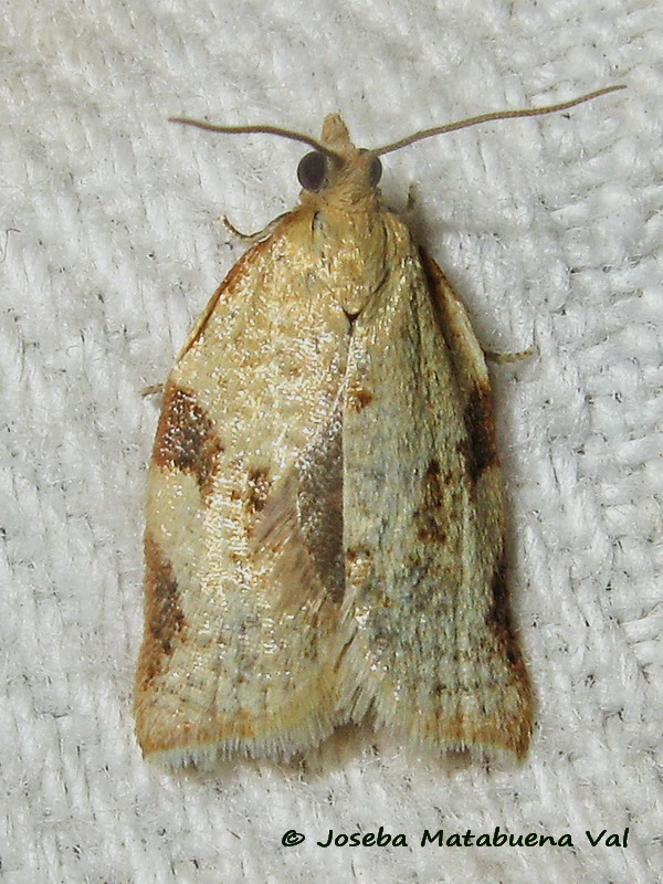 Clepsis siciliana - Tortricidae